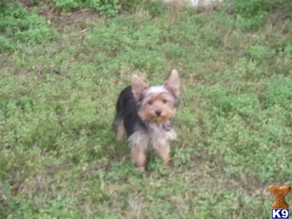 Yorkshire Terrier Puppies in FL